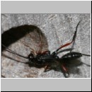 Stenarella domator - Schlupfwespe 01b 11mm.jpg